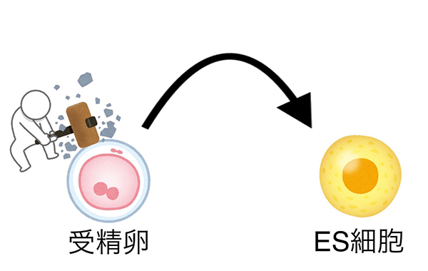 再生医療の歴史