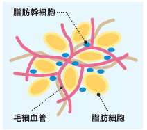 再生医療の歴史